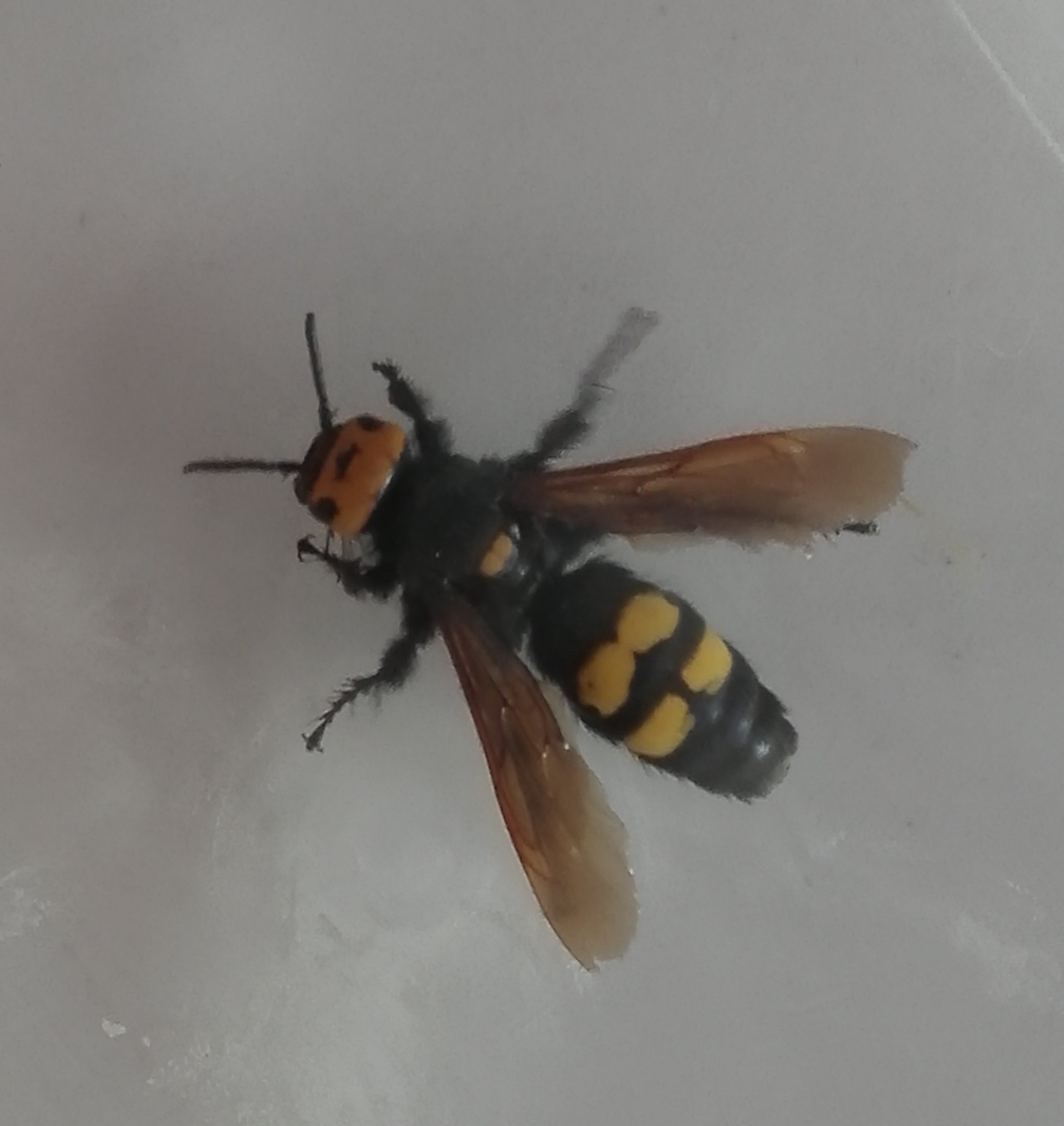 Megascolia maculata flavifrons, Scoliidae